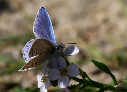 Polyommatus icarus-4