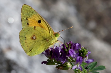 Colias crocea-4