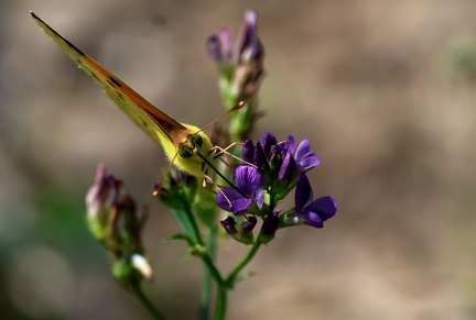 Colias crocea-41