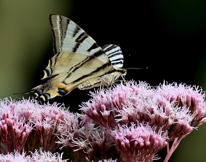 Iphiclides podalirius-4