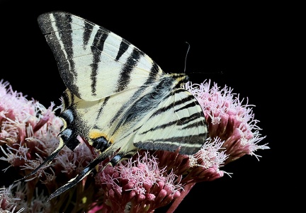 Iphiclides podalirius-3