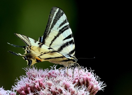 Iphiclides podalirius-5