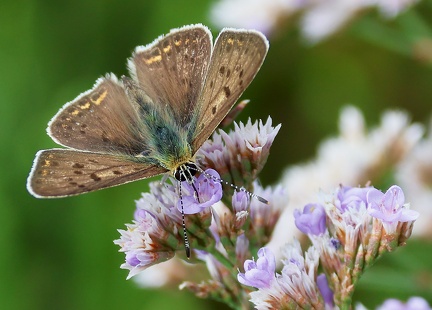 Lycaena tityrus-1