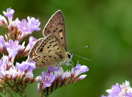 Lycaena tityrus-2