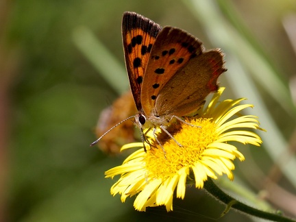 Lycaena phlaeas-1