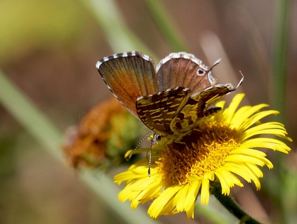 Cacyreus marshalli-1
