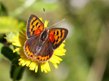 Lycaena phlaeas-2