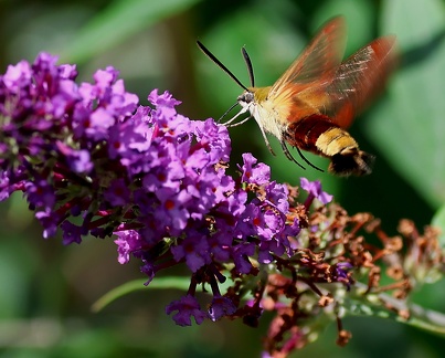 Hemaris fuciformis-3