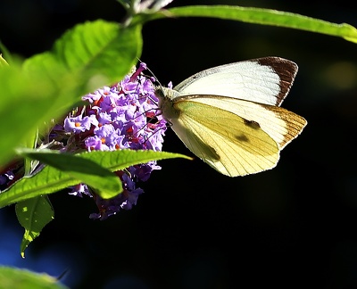 Pieris brassicae-1