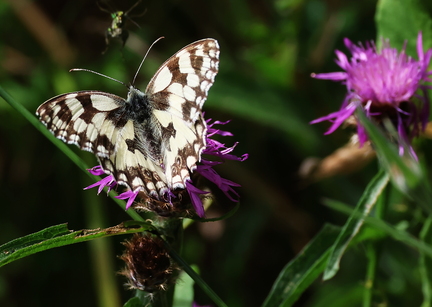 Melanargia galathea-40