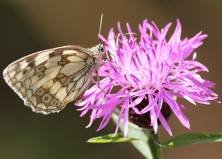 Melanargia galathea-41