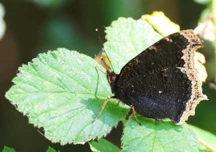 Nymphalis antiopa-9