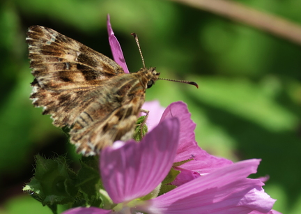 Carcharodus alceae