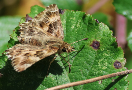 Carcharodus alceae-1