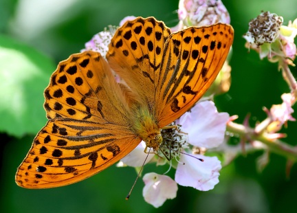 Argynnis paphia-7