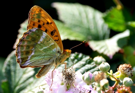 Argynnis paphia-6