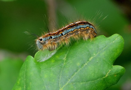 Malacosoma neustria