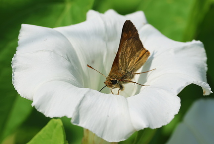 Thymelicus acteon-1