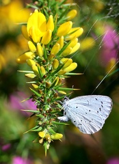 Celastrina argiolus-2