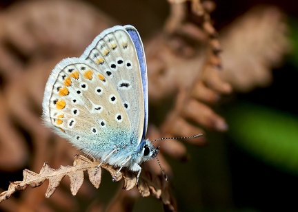 Plebejus argus