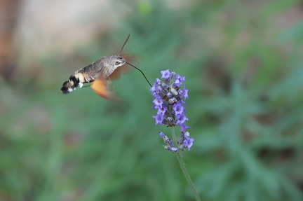 Macroglossum stellatarum-60