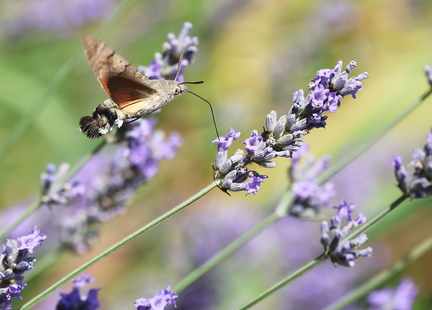 Macroglossum stellatarum-61
