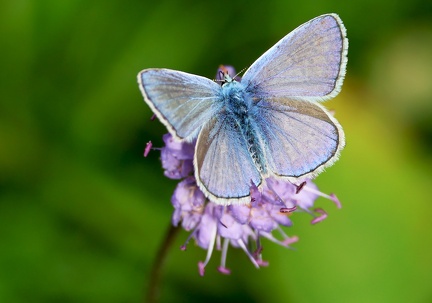Plebejus argus-3