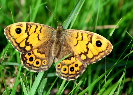 Lasiommata megera-3