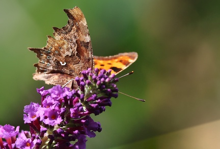 Polygonia c-album-6