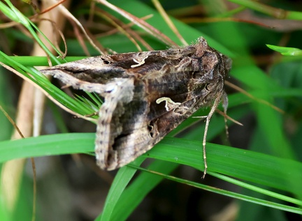 Autographa gamma