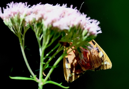 Euplagia quadripunctaria-2