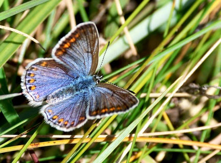 Polyommatus icarus-5