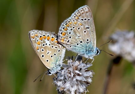Polyommatus icarus-52