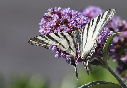 Iphiclides podalirius-6