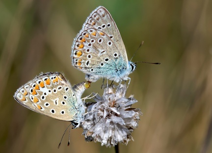 Polyommatus icarus-51