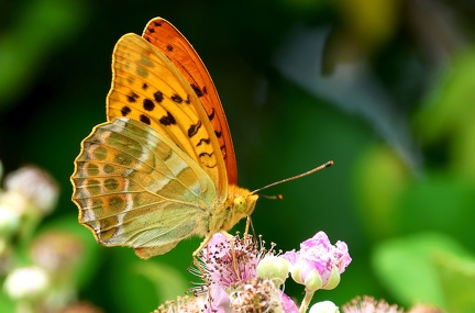 Argynnis paphia-61