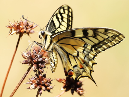 Papilio machaon-9