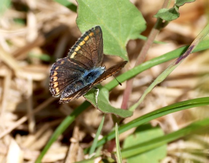 Polyommatus escheri-11