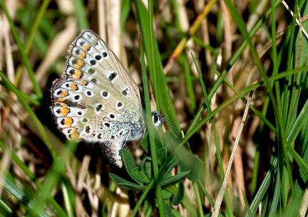 Polyommatus escheri-1