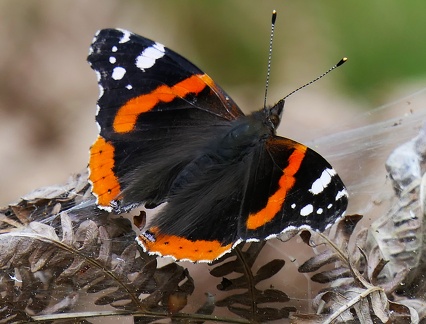 Vanessa atalanta-1