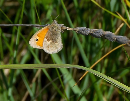 Coenonympha pamphilus