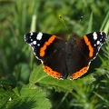 Vanessa atalanta