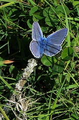 Polyommatus icarus