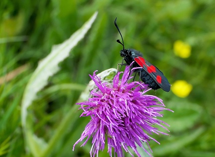 Zygaena filipendulae-3