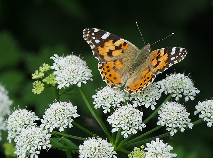 Vanessa cardui