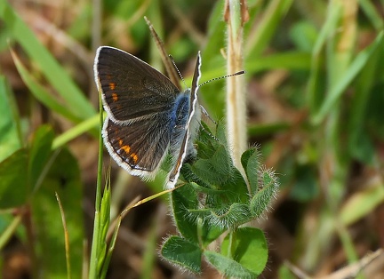 Aricia agestis