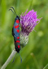 Zygaena filipendulae