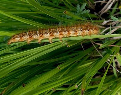 Lasiocampa quercus