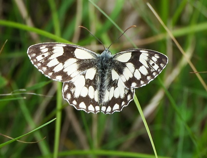 Melanargia galathea