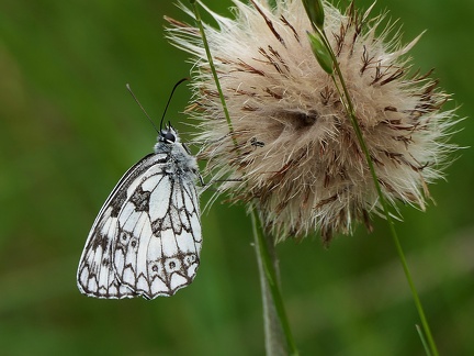 Melanargia galathea-1